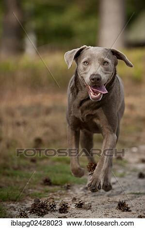 Labrador Retriever running along a path View Large Photo Image Stock Image - Labrador Retriever running along a path. Fotosearch