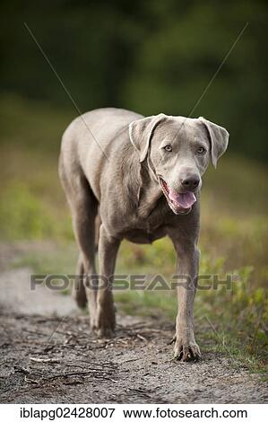 Labrador Retriever running along a path View Large Photo Image Stock Photo - Labrador Retriever running along a path. Fotosearch