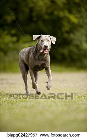 "Labrador Retriever, running" View Large Photo Image Stock Photo - "Labrador Retriever, running". Fotosearch