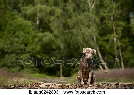 Labrador Retriever sitting on a forest path View Large Photo Image Stock Image - Labrador Retriever sitting on a forest path. Fotosearch