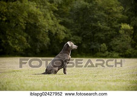 Labrador Retriever sitting on a meadow View Large Photo Image Stock Image - Labrador Retriever sitting on a meadow. Fotosearch