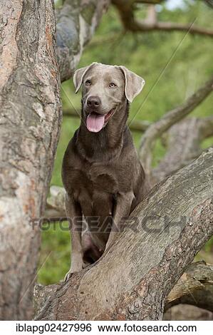 Labrador Retriever sitting on a tree View Large Photo Image Stock Photograph - Labrador Retriever sitting on a tree. Fotosearch
