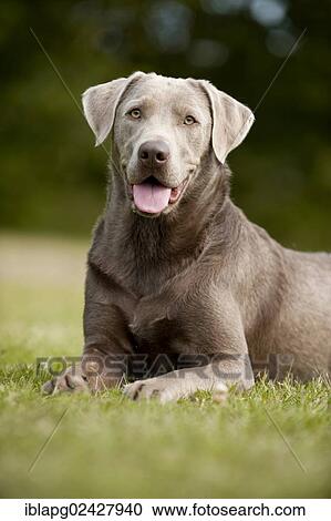 "Labrador Retriever, sitting" View Large Photo Image Stock Image - "Labrador Retriever, sitting". Fotosearch