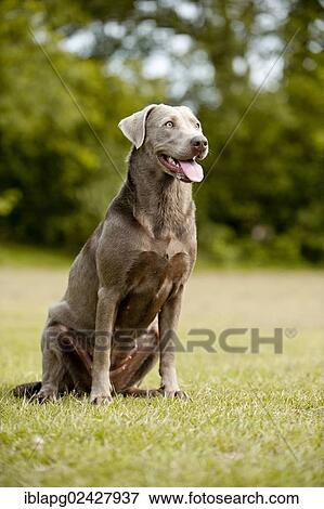 "Labrador Retriever, sitting" View Large Photo Image Stock Photo - "Labrador Retriever, sitting". Fotosearch