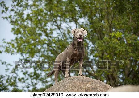 Labrador Retriever standing on a stone View Large Photo Image Stock Image - Labrador Retriever standing on a stone. Fotosearch