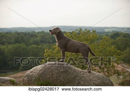 Labrador Retriever standing on a stone View Large Photo Image Stock Photo - Labrador Retriever standing on a stone. Fotosearch