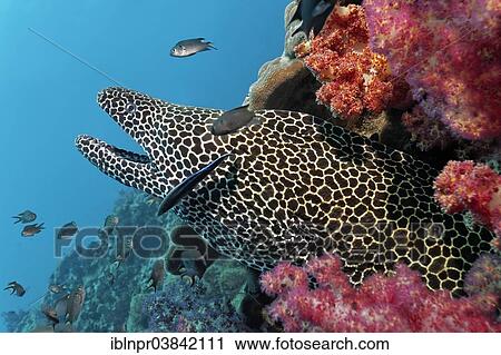 "Laced Moray (Gymnothorax favagineus) at a coral reef with soft corals, Dimaniyat Islands nature reserve, Al Batinah region, Oman, Asia" View Large Photo Image Stock Image - "Laced Moray (Gymnothorax favagineus) at a coral reef with soft corals, Dimaniyat Islands nature reserve, Al Batinah region, Oman, Asia". Fotosearch