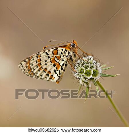 "Lacewing Butterfly (Cethosia sp. ) on a Pincushion Flower (Scabiosa), Pyrenees, Northern Spain" View Large Photo Image Stock Photography - "Lacewing Butterfly (Cethosia sp. ) on a Pincushion Flower (Scabiosa), Pyrenees, Northern Spain". Fotosearch