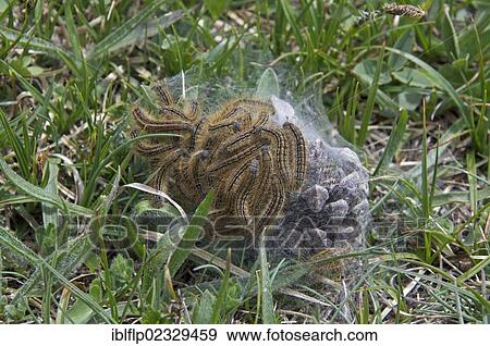 Stock Photo - "Lackey Moth (Malacosoma neustria), caterpillars, on silken tent covering cone, Vercors, Rhone-Alpes, France, Europe". Fotosearch