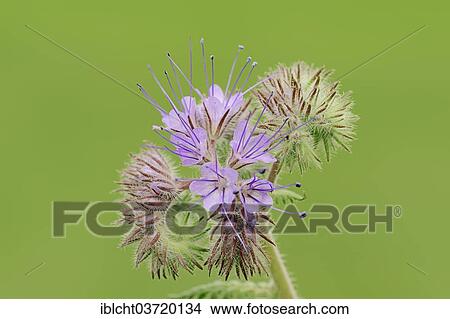 "Lacy Phacelia (Phacelia tanacetifolia), flowers, North Rhine-Westphalia, Germany, Europe" View Large Photo Image Picture - "Lacy Phacelia (Phacelia tanacetifolia), flowers, North Rhine-Westphalia, Germany, Europe". Fotosearch