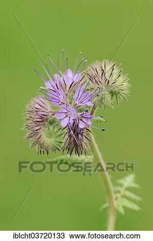 "Lacy Phacelia (Phacelia tanacetifolia), flowers, North Rhine-Westphalia, Germany, Europe" View Large Photo Image Stock Image - "Lacy Phacelia (Phacelia tanacetifolia), flowers, North Rhine-Westphalia, Germany, Europe". Fotosearch