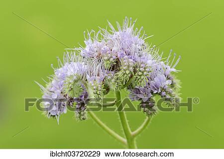 "Lacy Phacelia (Phacelia tanacetifolia), flowers, North Rhine-Westphalia, Germany, Europe" View Large Photo Image Stock Photo - "Lacy Phacelia (Phacelia tanacetifolia), flowers, North Rhine-Westphalia, Germany, Europe". Fotosearch
