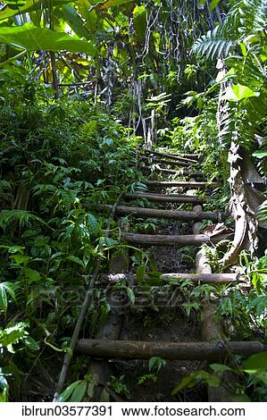 "Ladder down to the Millennium Cave, Espiritu Santo, Sanma Province, Vanuatu, Oceania" View Large Photo Image Stock Image - "Ladder down to the Millennium Cave, Espiritu Santo, Sanma Province, Vanuatu, Oceania". Fotosearch