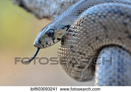 "Ladder Snake (Rhinechis scalaris), darting its tongue, occurrence on the Iberian Peninsula, Algarve, Portugal, Europe" View Large Photo Image Stock Image - "Ladder Snake (Rhinechis scalaris), darting its tongue, occurrence on the Iberian Peninsula, Algarve, Portugal, Europe". Fotosearch
