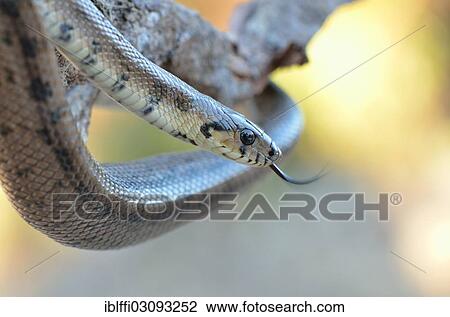 Stock Image - "Ladder Snake (Rhinechis scalaris), darting its tongue, occurrence on the Iberian Peninsula, Algarve, Portugal, Europe". Fotosearch