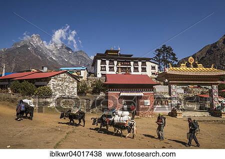 Stock Photo - "Laden yaks and Sherpas in front of the Tengboche Monastery, Khumbu, Solukhumbu District, Mount Everest Region, Nepal, Asia". Fotosearch