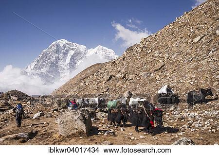 "Laden yaks on the way to Everest Base Camp, Khumbu, Solukhumbu District, Mount Everest Region, Nepal, Asia" View Large Photo Image Picture - "Laden yaks on the way to Everest Base Camp, Khumbu, Solukhumbu District, Mount Everest Region, Nepal, Asia". Fotosearch