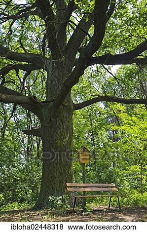 Stock Photo - "Lady Chatterley's Oak"""", Schoebendorf, Baruth Mark, Brandenburg, Germany, Europe". Fotosearch