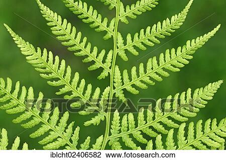 "Lady Fern (Athyrium filix-femina), leaf detail, North Rhine-Westphalia, Germany, Europe" View Large Photo Image Stock Image - "Lady Fern (Athyrium filix-femina), leaf detail, North Rhine-Westphalia, Germany, Europe". Fotosearch
