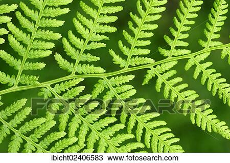 "Lady Fern (Athyrium filix-femina), leaf detail, North Rhine-Westphalia, Germany, Europe" View Large Photo Image Stock Image - "Lady Fern (Athyrium filix-femina), leaf detail, North Rhine-Westphalia, Germany, Europe". Fotosearch