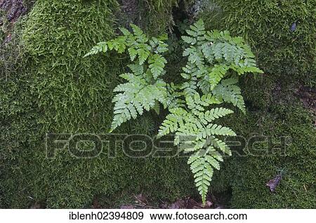 "Lady Fern (Athyrium filix-femina), growing on an oak (Quercus robur), Tinner Loh, Haren, Emsland region, Lower Saxony, Germany, Europe" View Large Photo Image Stock Photo - "Lady Fern (Athyrium filix-femina), growing on an oak (Quercus robur), Tinner Loh, Haren, Emsland region, Lower Saxony, Germany, Europe". Fotosearch