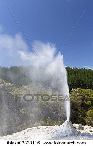 "Lady Knox Geyser, Waiotapu, Bay of Plenty Region, New Zealand, Oceania" View Large Photo Image Stock Photograph - "Lady Knox Geyser, Waiotapu, Bay of Plenty Region, New Zealand, Oceania". Fotosearch