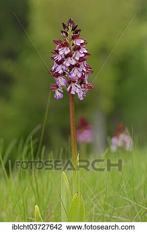 "Lady Orchid (Orchis purpurea), Provence, Region Provence-Alpes-Cote d’Azur, France, Europe" View Large Photo Image Stock Image - "Lady Orchid (Orchis purpurea), Provence, Region Provence-Alpes-Cote d’Azur, France, Europe". Fotosearch