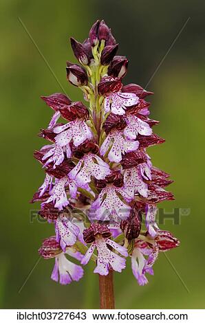 "Lady Orchid (Orchis purpurea), Provence, Region Provence-Alpes-Cote d’Azur, France, Europe" View Large Photo Image Stock Image - "Lady Orchid (Orchis purpurea), Provence, Region Provence-Alpes-Cote d’Azur, France, Europe". Fotosearch