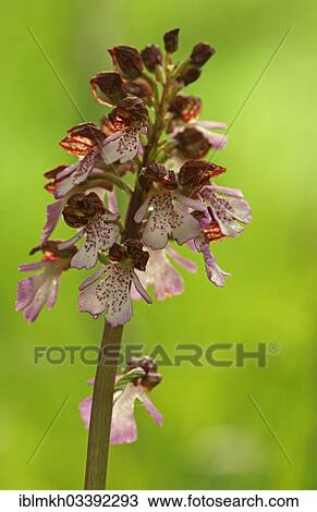 "Lady Orchid (Orchis purpurea), flowering, Dreinberg, Friedewald, Hesse, Germany, Europe" View Large Photo Image Stock Image - "Lady Orchid (Orchis purpurea), flowering, Dreinberg, Friedewald, Hesse, Germany, Europe". Fotosearch