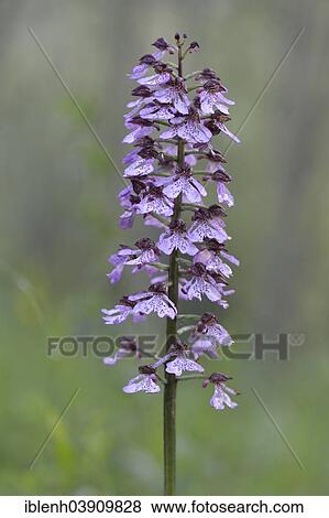 Stock Photo - "Lady Orchid (Orchis purpurea), Baden-Wurttemberg, Germany, Europe". Fotosearch