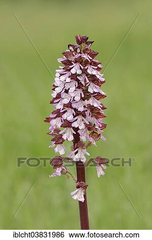 "Lady Orchid (Orchis purpurea), Southern France, Provence, France, Europe" View Large Photo Image Stock Photograph - "Lady Orchid (Orchis purpurea), Southern France, Provence, France, Europe". Fotosearch