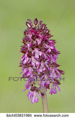 "Lady Orchid (Orchis purpurea), Southern France, Provence, France, Europe" View Large Photo Image Stock Photography - "Lady Orchid (Orchis purpurea), Southern France, Provence, France, Europe". Fotosearch