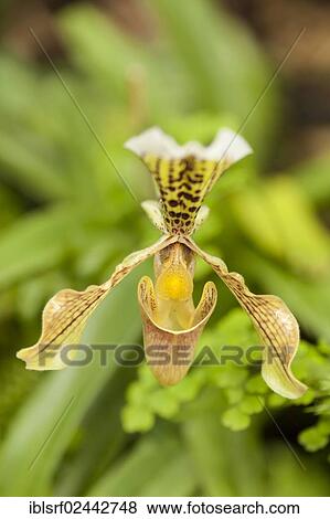 "Lady Slipper Orchid (Paphiopedilum), Hesse, Germany, Europe" View Large Photo Image Stock Photo - "Lady Slipper Orchid (Paphiopedilum), Hesse, Germany, Europe". Fotosearch