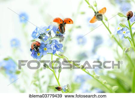 Ladybirds on Forget-me-not flowers View Large Photo Image Stock Photo - Ladybirds on Forget-me-not flowers. Fotosearch