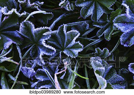 "Lady's Mantle (Alchemilla sp. ) with morning frost, Tyrol, Austria, Europe" View Large Photo Image Stock Image - "Lady's Mantle (Alchemilla sp. ) with morning frost, Tyrol, Austria, Europe". Fotosearch