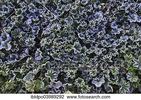 "Lady's Mantle (Alchemilla sp. ) with morning frost, Tyrol, Austria, Europe" View Large Photo Image Stock Image - "Lady's Mantle (Alchemilla sp. ) with morning frost, Tyrol, Austria, Europe". Fotosearch