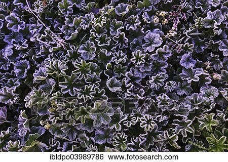 Stock Photograph - "Lady's Mantle (Alchemilla sp. ) with morning frost, Tyrol, Austria, Europe". Fotosearch