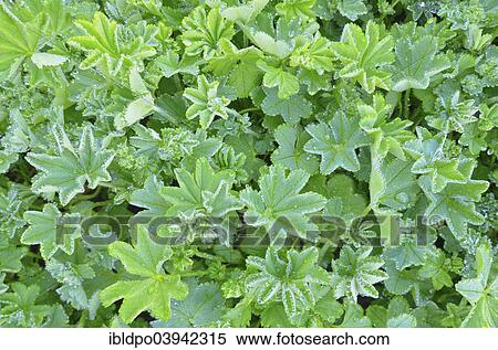 "Lady's Mantle (Alchemilla sp. ) with dew drops, Tyrol, Austria, Europe" View Large Photo Image Stock Photography - "Lady's Mantle (Alchemilla sp. ) with dew drops, Tyrol, Austria, Europe". Fotosearch
