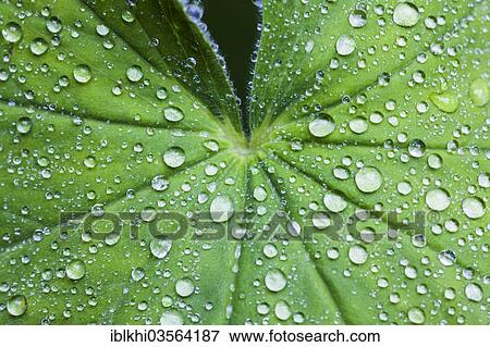 "Lady's Mantle (Alchemilla vulgaris), rain drops on a leaf, Bavaria, Germany, Europe" View Large Photo Image Stock Photo - "Lady's Mantle (Alchemilla vulgaris), rain drops on a leaf, Bavaria, Germany, Europe". Fotosearch