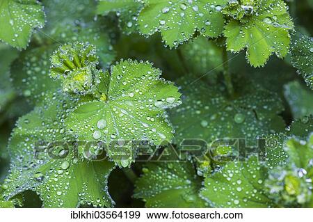 "Lady's Mantle (Alchemilla vulgaris), rain drops on leaves, Bavaria, Germany, Europe" View Large Photo Image Stock Photo - "Lady's Mantle (Alchemilla vulgaris), rain drops on leaves, Bavaria, Germany, Europe". Fotosearch
