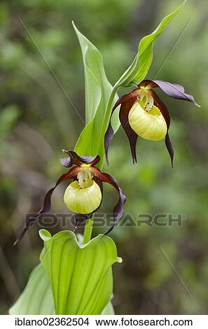 "Lady's Slipper (Cypripedium calceolus), Kramsach, Tyrol, Austria, Europe" View Large Photo Image Picture - "Lady's Slipper (Cypripedium calceolus), Kramsach, Tyrol, Austria, Europe". Fotosearch