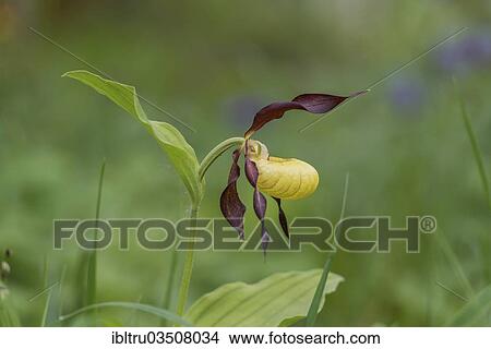 "Lady's Slipper Orchid (Cypripedium calceolus), flower, Kalkalpen National Park, Upper Austria, Austria, Europe" View Large Photo Image Picture - "Lady's Slipper Orchid (Cypripedium calceolus), flower, Kalkalpen National Park, Upper Austria, Austria, Europe". Fotosearch