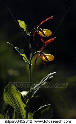 "Lady's Slipper Orchid (Cypripedium calceolus), Tyrol, Austria, Europe" View Large Photo Image Stock Image - "Lady's Slipper Orchid (Cypripedium calceolus), Tyrol, Austria, Europe". Fotosearch
