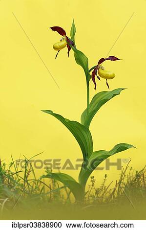 "Lady's-slipper Orchid (Cypripedium calceolus), Tyrol, Austria, Europe" View Large Photo Image Stock Image - "Lady's-slipper Orchid (Cypripedium calceolus), Tyrol, Austria, Europe". Fotosearch