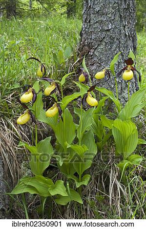 Stock Image - "Lady's Slipper Orchid (Cypripedium calceolus), Steinberg, Tyrol, Austria, Europe". Fotosearch