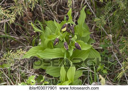 "Lady's-slipper Orchid (Cypripedium calceolus), Buhlchen, meissner, Hesse, Germany, Europe" View Large Photo Image Stock Image - "Lady's-slipper Orchid (Cypripedium calceolus), Buhlchen, meissner, Hesse, Germany, Europe". Fotosearch