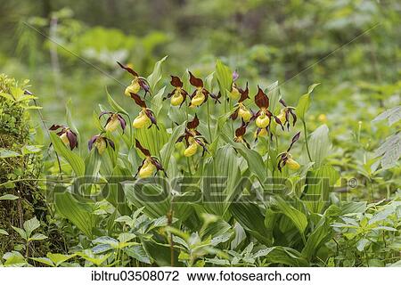 "Lady's slipper orchid (Cypripedium calceolus), Kalkalpen National Park, Upper Austria, Austria, Europe" View Large Photo Image Stock Image - "Lady's slipper orchid (Cypripedium calceolus), Kalkalpen National Park, Upper Austria, Austria, Europe". Fotosearch