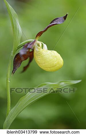 Stock Photo - "Lady's-slipper Orchid (Cypripedium calceolus), Haren, Emsland, Lower Saxony, Germany, Europe". Fotosearch