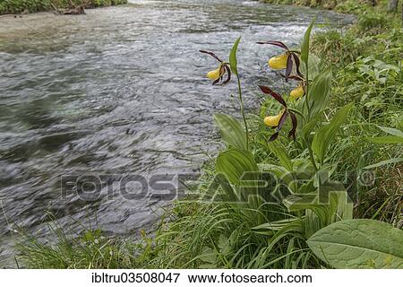 "Lady's Slipper Orchid (Cypripedium calceolus) growing on the bank of a brook, Kalkalpen National Park, Upper Austria, Austria, Europe" View Large Photo Image Stock Photo - "Lady's Slipper Orchid (Cypripedium calceolus) growing on the bank of a brook, Kalkalpen National Park, Upper Austria, Austria, Europe". Fotosearch