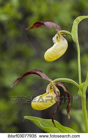 "Lady's-slipper Orchid (Cypripedium calceolus), Buhlchen, meissner, Hesse, Germany, Europe" View Large Photo Image Stock Photography - "Lady's-slipper Orchid (Cypripedium calceolus), Buhlchen, meissner, Hesse, Germany, Europe". Fotosearch